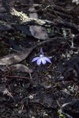 APII jpeg image of Cyanicula caerulea  © contact APII