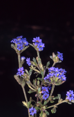 APII jpeg image of Dampiera fusca  © contact APII