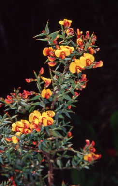 APII jpeg image of Daviesia ulicifolia subsp. ruscifolia  © contact APII