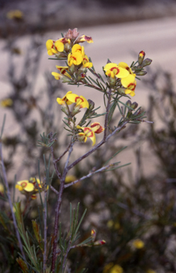 APII jpeg image of Dillwynia glaberrima  © contact APII