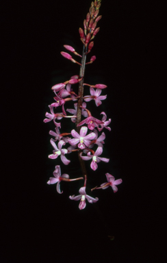 APII jpeg image of Dipodium roseum  © contact APII