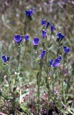 APII jpeg image of Echium plantagineum  © contact APII