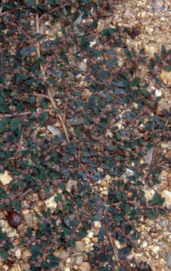 APII jpeg image of Euphorbia maculata  © contact APII