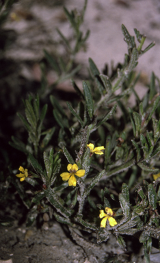 APII jpeg image of Goodenia heterophylla subsp. montana  © contact APII