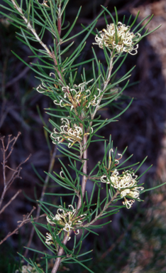 APII jpeg image of Grevillea australis  © contact APII