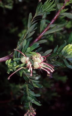 APII jpeg image of Grevillea iaspicula  © contact APII