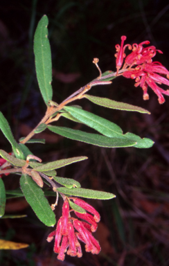 APII jpeg image of Grevillea irrasa subsp. irrasa  © contact APII