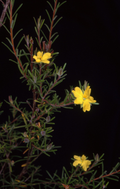 APII jpeg image of Hibbertia riparia  © contact APII
