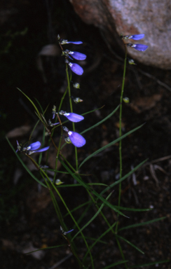 APII jpeg image of Hybanthus monopetalus  © contact APII