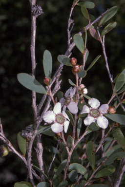 APII jpeg image of Leptospermum laevigatum  © contact APII
