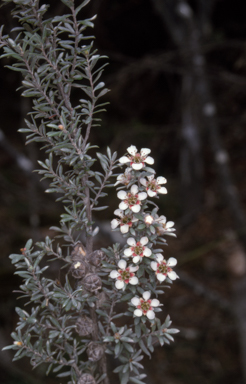 APII jpeg image of Leptospermum lanigerum  © contact APII
