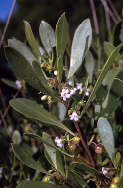 APII jpeg image of Myoporum boninense subsp. australe  © contact APII