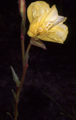APII jpeg image of Oenothera stricta subsp. stricta  © contact APII