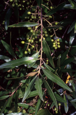 APII jpeg image of Olea europaea subsp. cuspidata  © contact APII