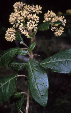 APII jpeg image of Pomaderris elliptica  © contact APII