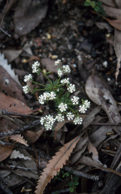 APII jpeg image of Poranthera ericifolia  © contact APII