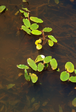 APII jpeg image of Potamogeton tricarinatus  © contact APII