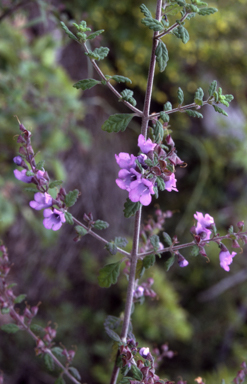 APII jpeg image of Prostanthera incana  © contact APII