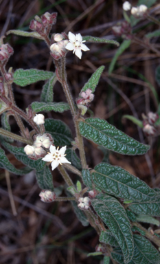 APII jpeg image of Commersonia rugosa  © contact APII