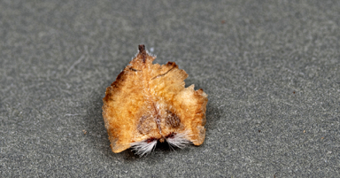 APII jpeg image of Petrophile squamata subsp. Ravensthorpe (E.M. Bennett 2597)  © contact APII