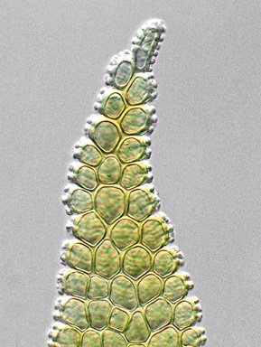 APII jpeg image of Erpodium glaucum  © contact APII