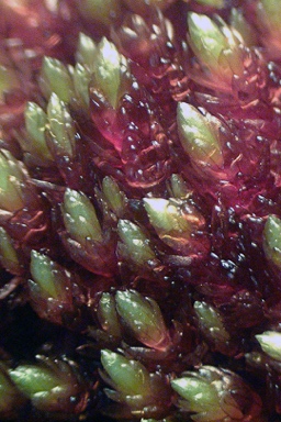 APII jpeg image of Ochiobryum blandum  © contact APII