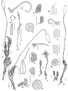 APII jpeg image of Leptostomum erectum,<br/>Leptostomum inclinans,<br/>Leptostomum macrocarpon  © contact APII