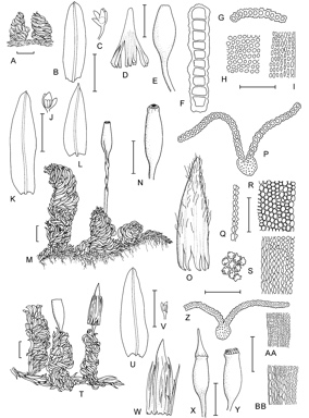 APII jpeg image of Macromitrium aurescens,<br/>Macromitrium brachypodium,<br/>Macromitrium brevicaule  © contact APII