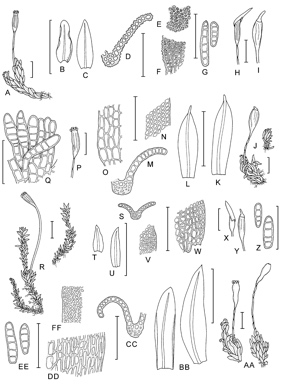 APII jpeg image of Zygodon gracillimus,<br/>Zygodon menziesii,<br/>Zygodon minutus,<br/>Zygodon obtusifolius  © contact APII