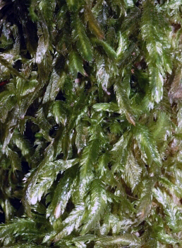 APII jpeg image of Catagonium nitens subsp. nitens  © contact APII