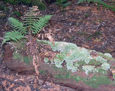 APII jpeg image of Leucobryum candidum  © contact APII