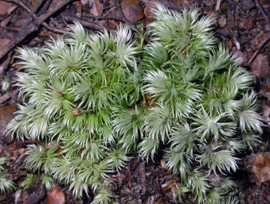 APII jpeg image of Leucobryum candidum  © contact APII