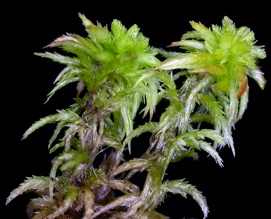 APII jpeg image of Sphagnum capitulum  © contact APII