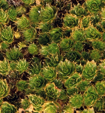 APII jpeg image of Rosulabryum campylothecium  © contact APII