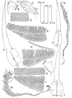 APII jpeg image of Polytrichadelphus magellanicus,<br/>Polytrichum commune,<br/>Polytrichum juniperinum  © contact APII