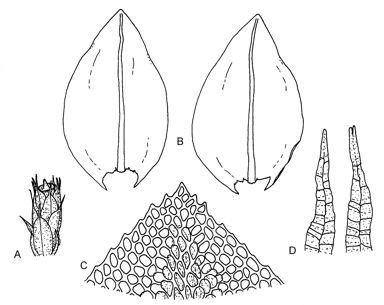 APII jpeg image of Cyptodon muelleri  © contact APII