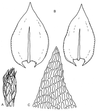 APII jpeg image of Schoenobryum concavifolium  © contact APII