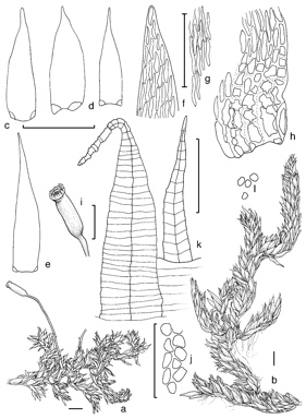 APII jpeg image of Sematophyllum homomallum  © contact APII