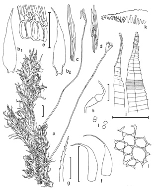 APII jpeg image of Trichosteleum subfalcatulum  © contact APII