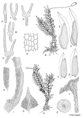 APII jpeg image of Fissidens ceylonensis  © contact APII