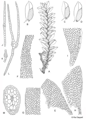 APII jpeg image of Fissidens dietrichiae  © contact APII