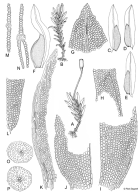 APII jpeg image of Fissidens rupicola  © contact APII