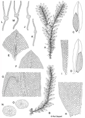 APII jpeg image of Fissidens victorialis  © contact APII