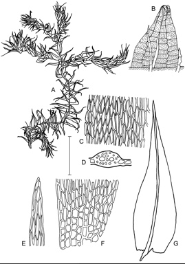 APII jpeg image of Anacamptodon wattsii  © contact APII