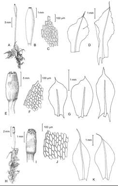 APII jpeg image of Tayloria callophylla,<br/>Tayloria octoblepharum,<br/>Tayloria purpurascens  © contact APII