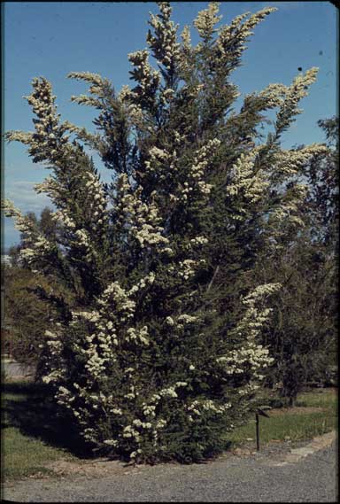 APII jpeg image of Leptospermum lanigerum  © contact APII