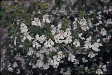 APII jpeg image of Prostanthera gilesii  © contact APII