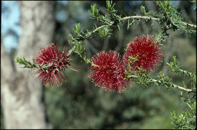 APII jpeg image of Kunzea baxteri  © contact APII