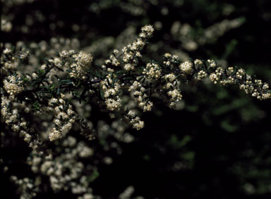APII jpeg image of Pomaderris phylicifolia  © contact APII