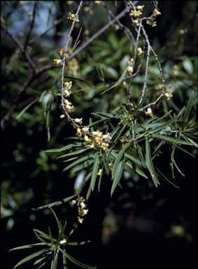 APII jpeg image of Pittosporum angustifolium  © contact APII